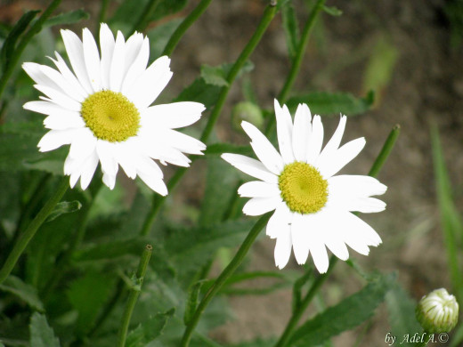 432336 (a): :1600x1200
